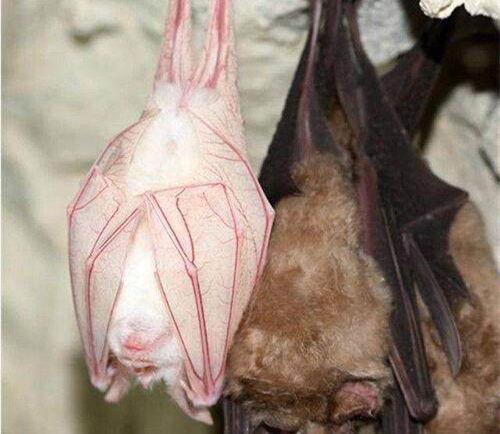 血色蝙蝠在线观看,惊悚之夜，神秘生物现世之谜